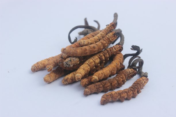 冬虫夏草(yarsagumba)，冬虫夏草(Cordycep Sinensis)的特写图片，白色背景，这种高价值的药草被发现是喜马拉雅山的高海拔草甸。图片下载