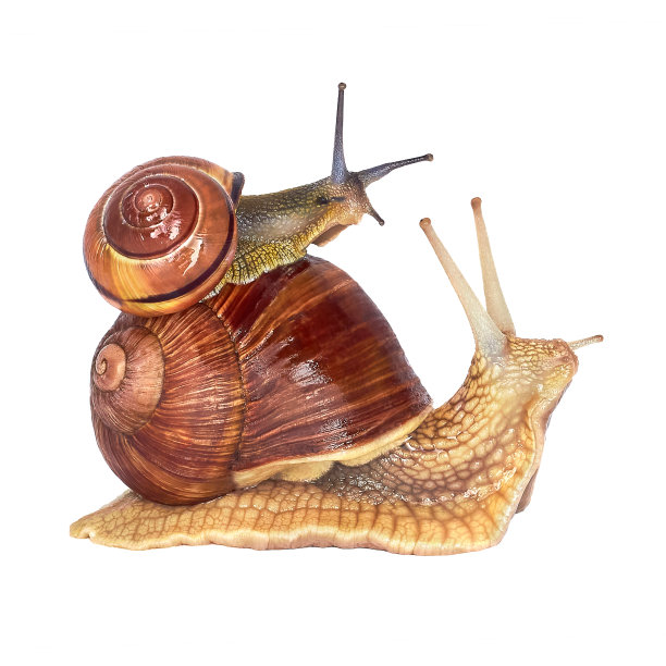 两个花园蜗牛，孤立在白色。石榴螺，勃艮第螺，罗马螺，食用螺，海螺。白色背景上的棕色葡萄花园蜗牛。图片下载