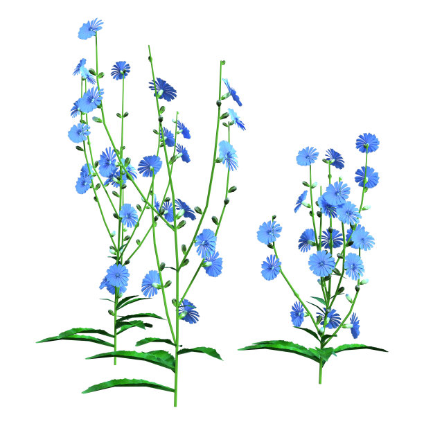 3D插图的菊苣花在白色图片下载