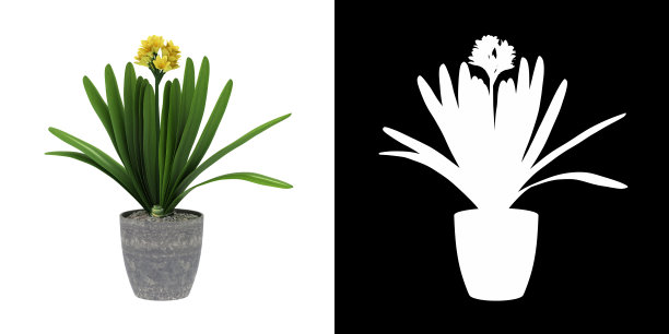 3D渲染盆景君子兰百合植物孤立在白色背景阿尔法通道图片下载