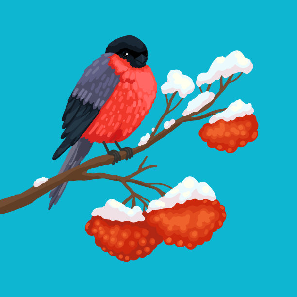 红腹灰雀红羽毛黑翅膀苍白的冬天图片下载