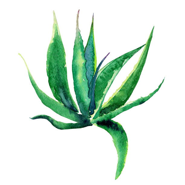 白色背景上孤立的绿色仙人掌植物。水彩手绘插图。完美的打印，贴纸，花卉设计。蓝色的龙舌兰。图片下载