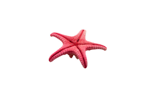 小倒置的红色海星孤立在白色背景上，用于在您的设计布局中剪切和粘贴。海星隔离在固体空白背景和复制空间。高质量的照片图片下载