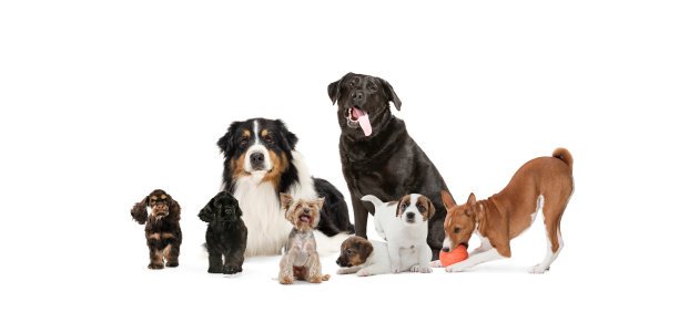 一群不同的纯种狗孤立地坐在白色演播室背景上。拼贴画图片下载