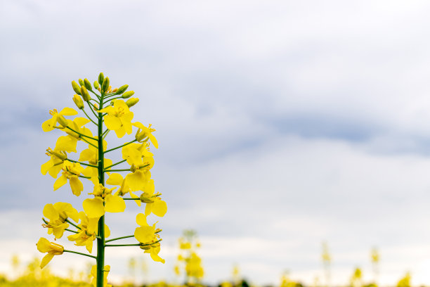 菜籽花。田间健康食用油菜花。油菜籽植物，菜籽油为绿色能源。芸苔属植物显著的花。图片下载