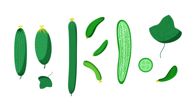 鲜嫩的黄瓜，色泽鲜艳图片下载