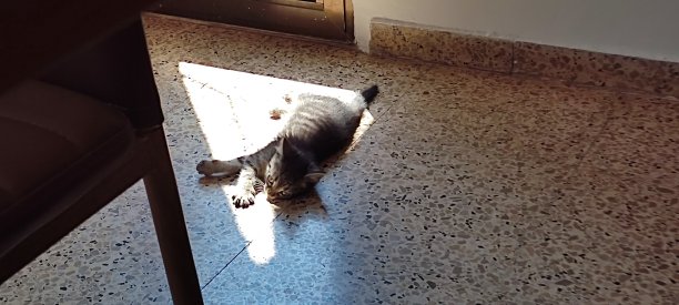 阳光下的猫图片下载