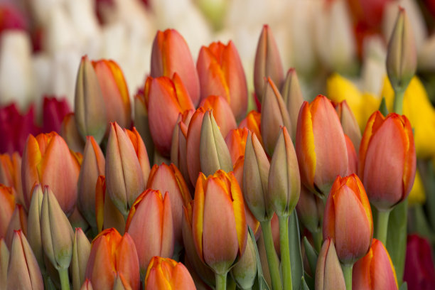 春天，在华盛顿州西雅图的当地露天农贸市场上，出售的五颜六色的郁金香图片下载