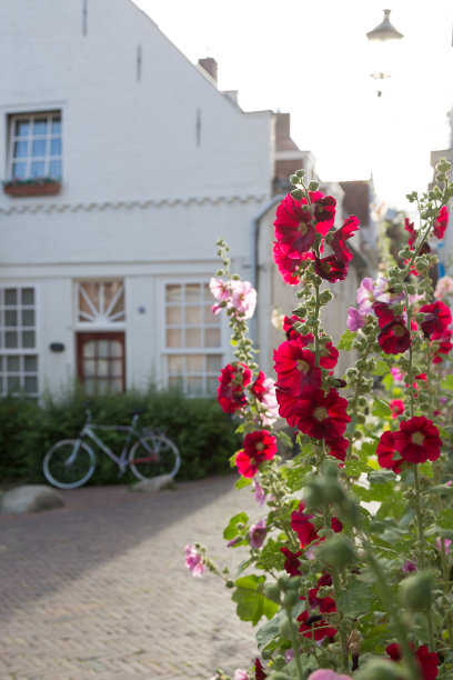 阿默斯福特图片下载