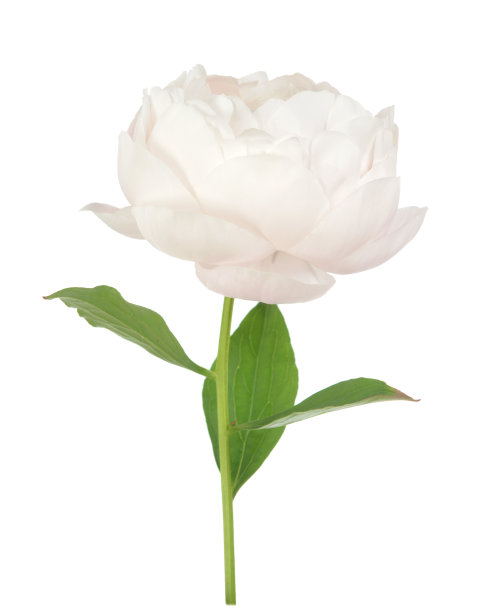 牡丹花朵图片下载