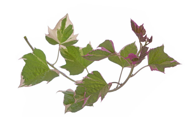 蕃薯藤图片下载