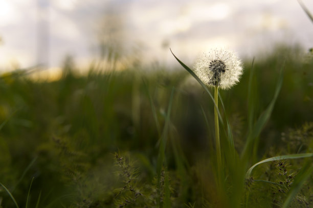 夏天，大自然，春天，清新-背景新鲜的野地美丽的天然花卉植物在春天绿色的傍晚草地。白色毛茸茸的蒲公英在夏日日落花园灰色的天空上图片下载