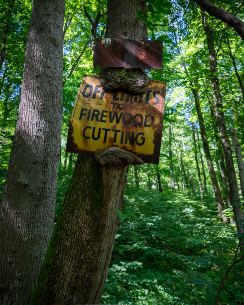 一棵树长在肯塔基森林的一个标志上图片下载