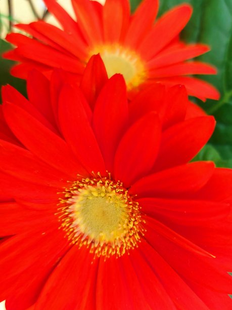 红色非洲菊的花图片下载