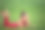 穿着鲜红色工作服的女学生体操运动员正在公园的草地上休息，手里拿着三叶草花，笑着。她戴着牙套。图片下载