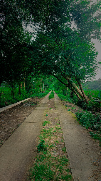 照片编辑直线路径和自然树隧道图片下载