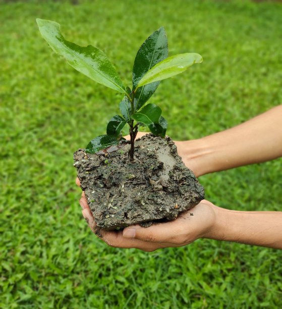 手拿植物种植，以上或俯视图图片下载