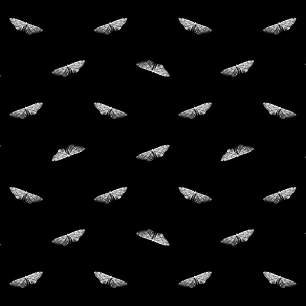 黑白飞蛾图案无缝图案图片下载