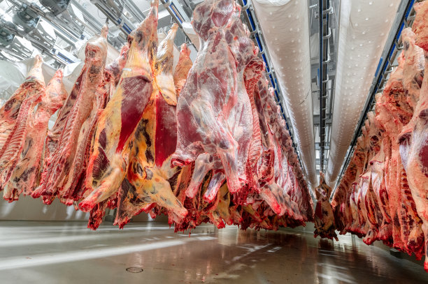 大冰箱里挂着许多牛肉尸体。用于肉类初步冷却的冷藏室图片下载