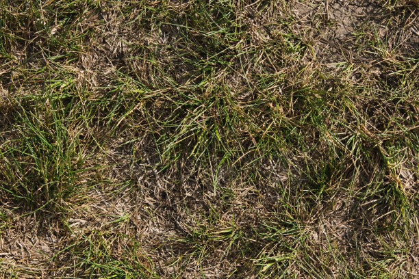 草枯，夏旱，无水，燥图片下载