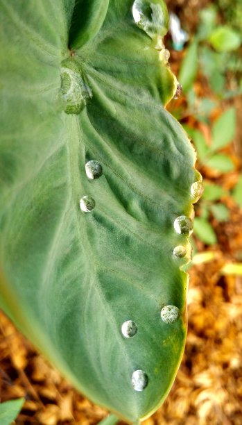 芋头根叶上的小点图片下载