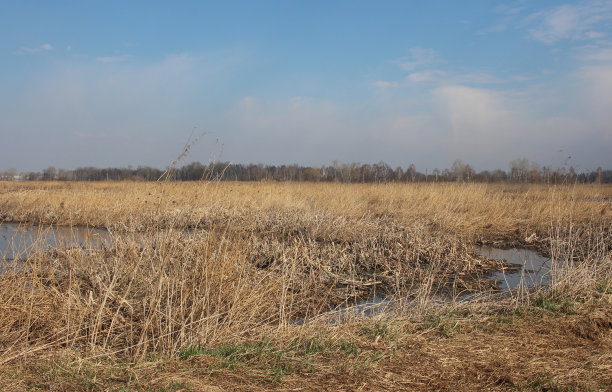 在西伯利亚的自然环境中，秋天有一个长满干草的池塘的沼泽图片下载