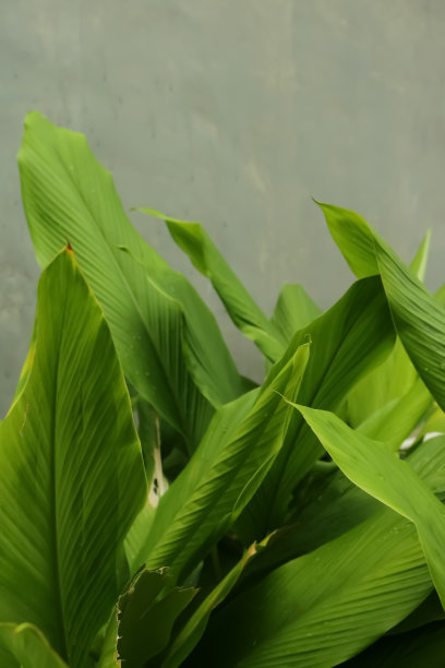 绿色的叶子图片下载