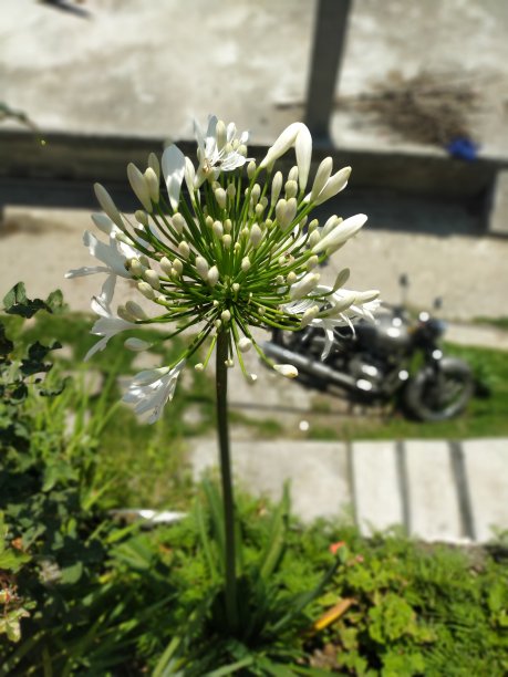 奥尔本茉莉花图片下载