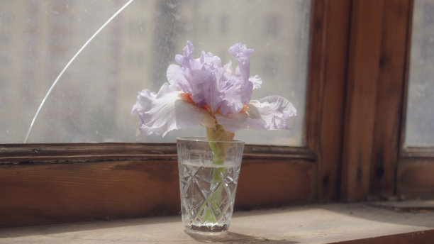 虹膜在玻璃。鸢尾花在老风化的木窗台上与破裂的窗户在背景上。阳光透过窗户。薄的花瓣。复古风格的照片。软的焦点。图片下载
