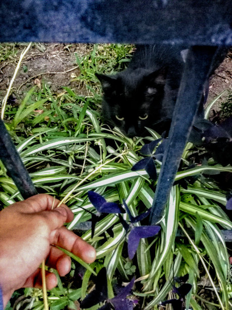 黑猫在花园里看一只手图片下载