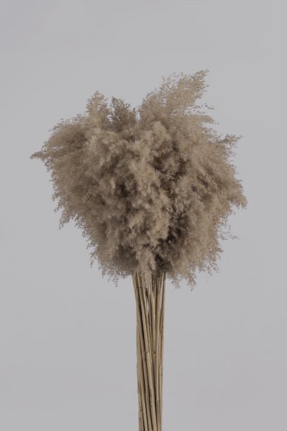 白色背景上的一束干芦苇。图片下载
