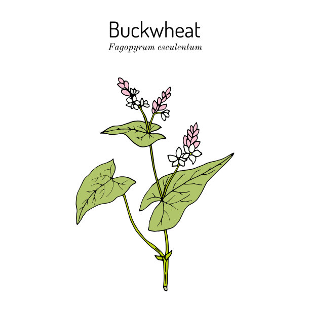 荞麦厨房和荞麦图片下载