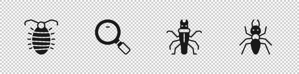 设置幼虫昆虫放大镜白蚁和图片下载