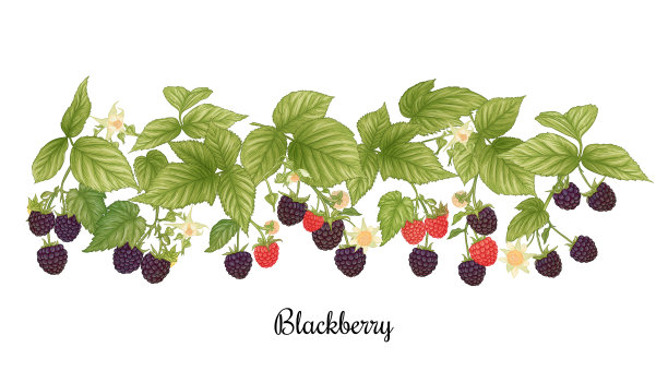 成熟的黑莓莓枝修剪艺术设置图片下载