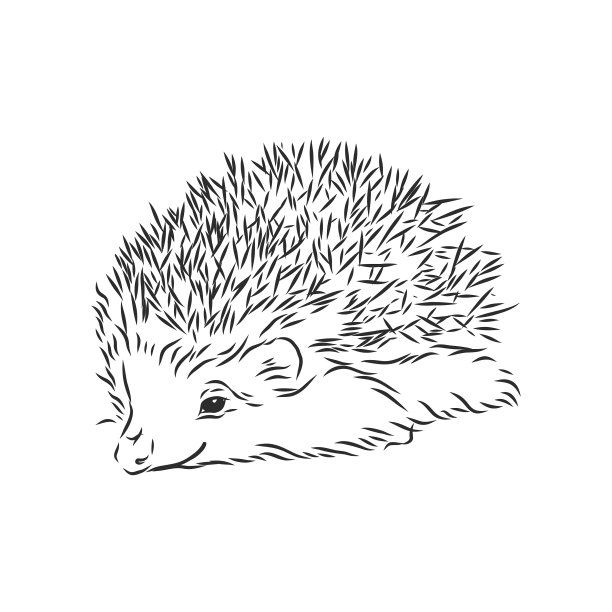 刺猬素描画孤立在白色图片下载