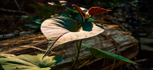 暴露在阳光下的大叶子图片下载