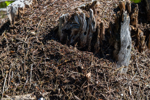 挪威一座山上的一个大蚂蚁窝图片下载