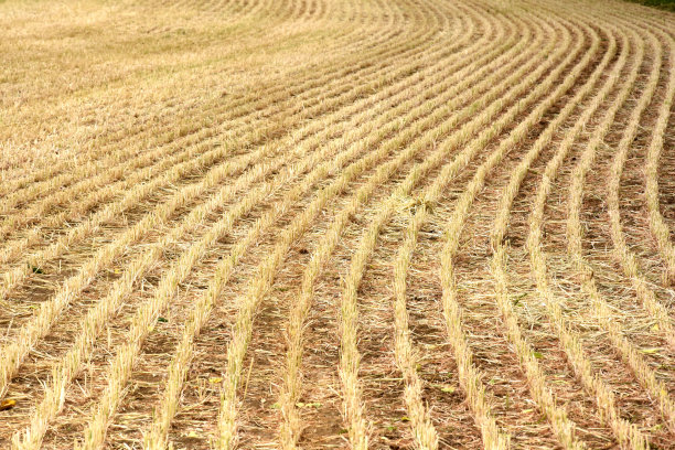 紧密收获的干草田图片下载