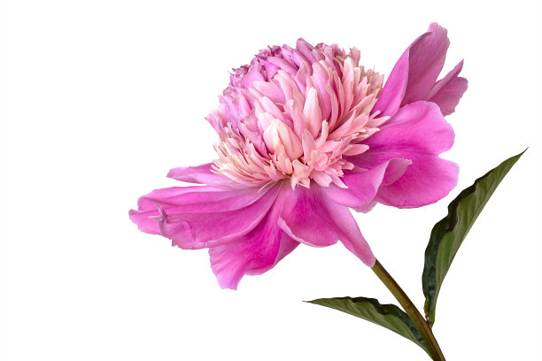 粉红色的牡丹花孤立在白色背景上图片下载