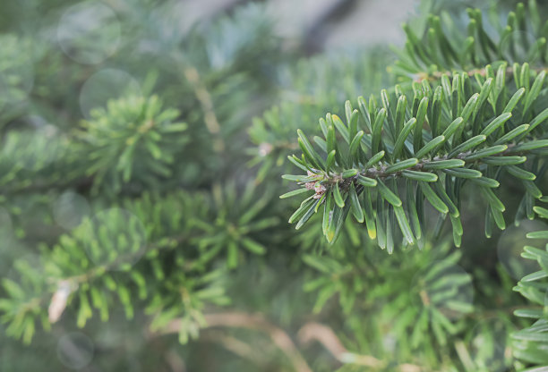 朝鲜冷杉枝特写。春绿杉木枝，选择性聚焦，低景深照片，水平位置图片下载