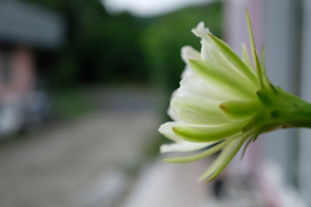 美丽和盛开的仙人掌，完美的花图片下载