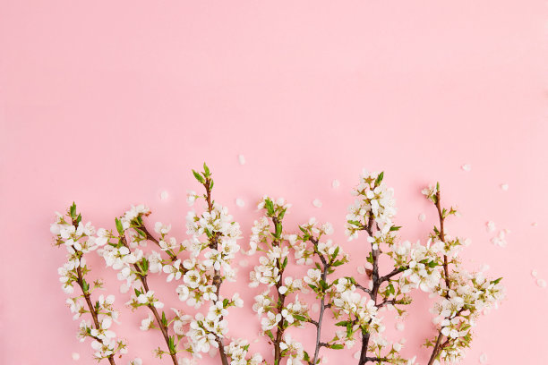 梅花枝，粉红色背景。明信片布局，花卉设计。图片下载