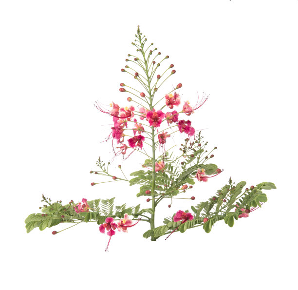 巴巴多斯骄傲孤立在白色的背景图片下载