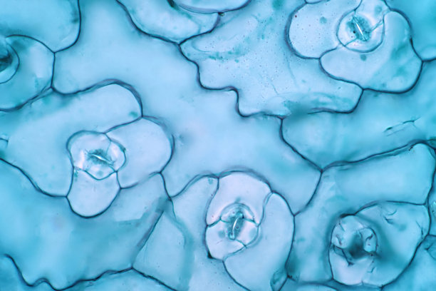 光镜下的叶表皮有气孔，气孔是光合气体交换和蒸腾作用的重要组成部分。图片下载