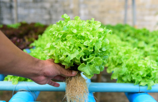 近距离观察水培系统中的新鲜绿橡树图片下载