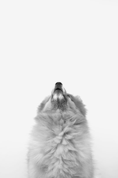 以为Pomerania图片下载