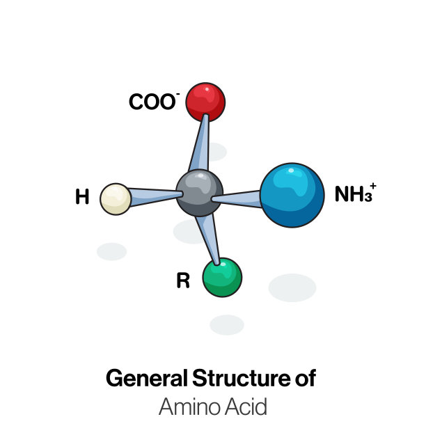 一般氨基酸结构的铃棒模型图解图片下载