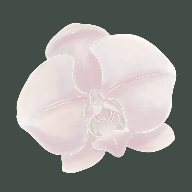 兰花的插图与米黄色和粉红色水彩效果在一个深色的背景与金色的轮廓图片下载