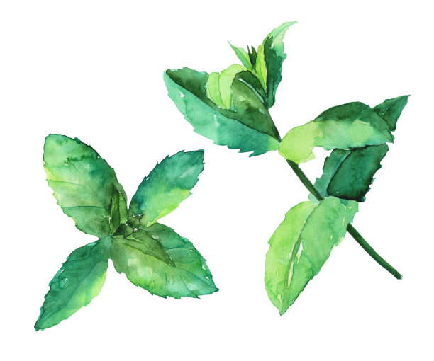 薄荷或薄荷新鲜叶子孤立在白色背景。水彩手绘插图。完美的海报，横幅，印刷，夏季食品装饰，或药草。图片下载