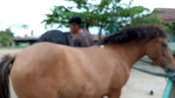 马模糊的背景图片下载